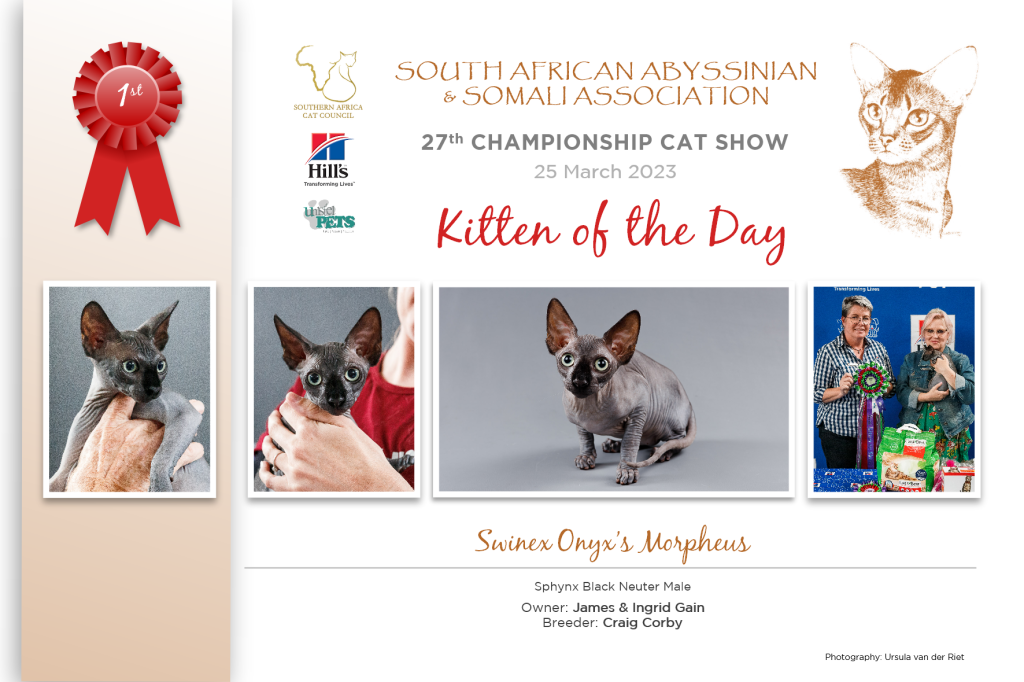 SAASA Kitten of the Day 2023 Winners