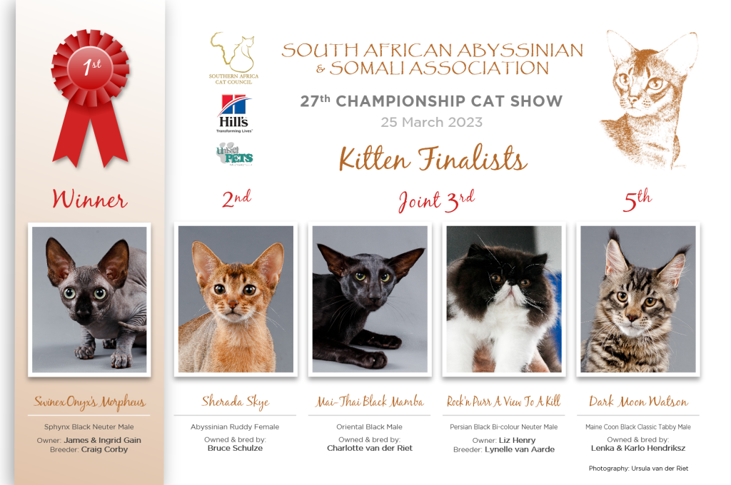 SAASA Kitten finalists 2023