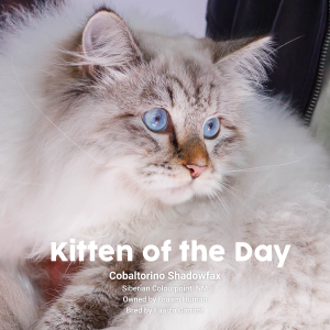 WPCC May 27th 2023 Kitten of the Day