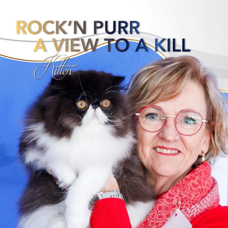 Coty Kitten Qualifier Rock'n Purr A View to Kill Copywrite Charlotte van der Riet