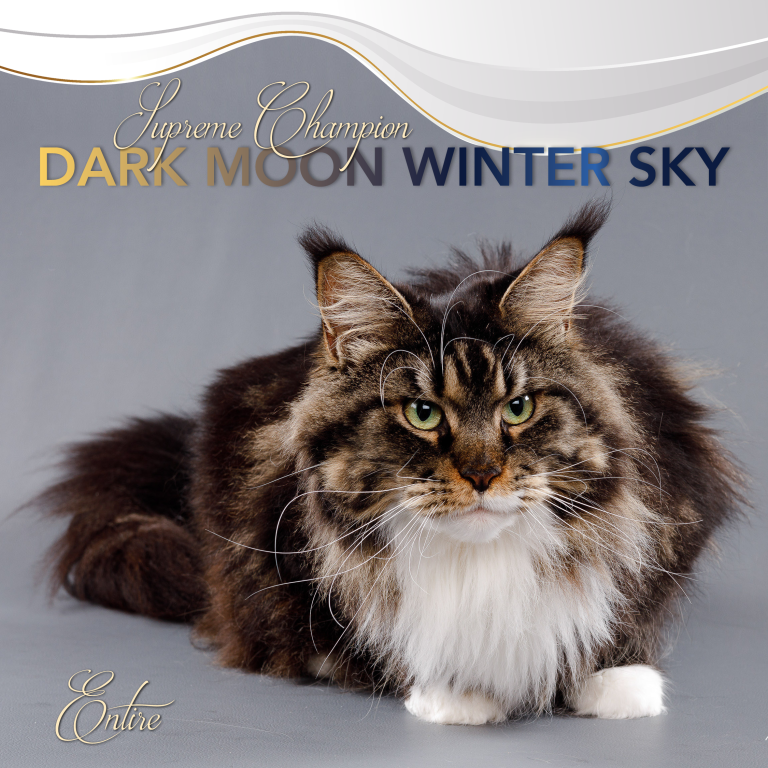 Coty Entire qualifier Dark Moon Winter Sky Copywrite Ursula van der Riet