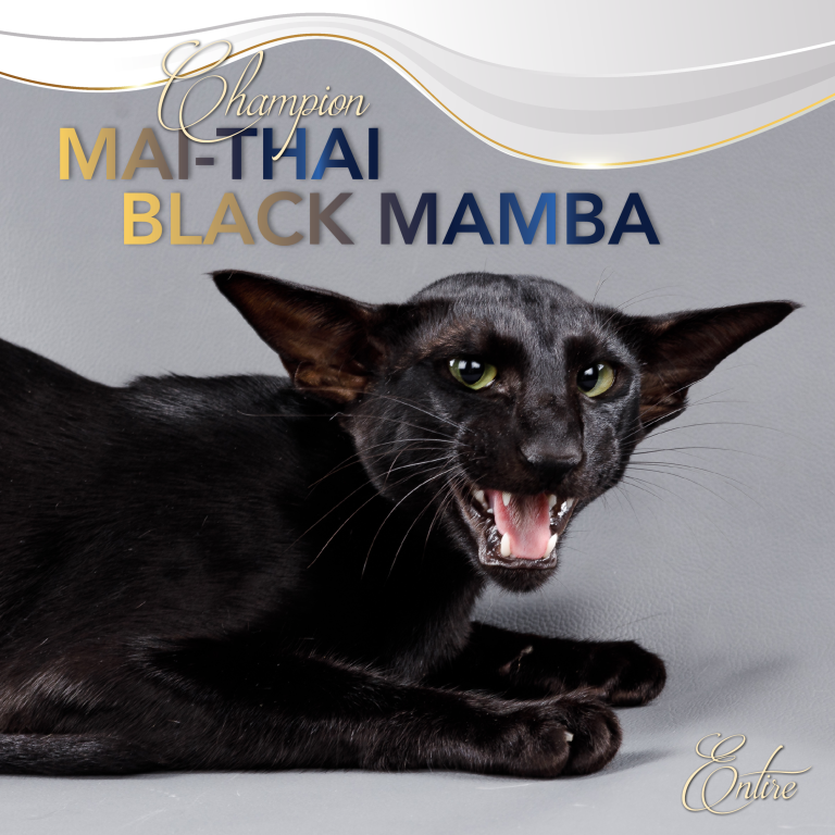 Mai-Thai Black Mamba Copywrite Ursula van der Riet